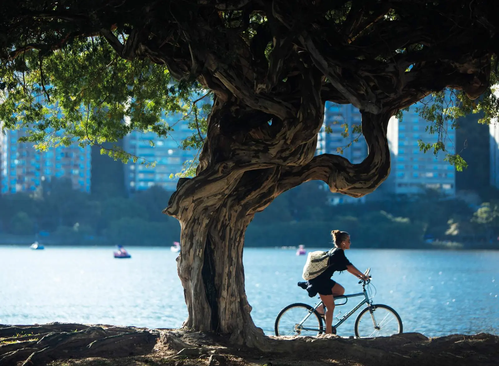 Ciclista passando sob uma árvore na Lagoa Rodrigo de Freitas